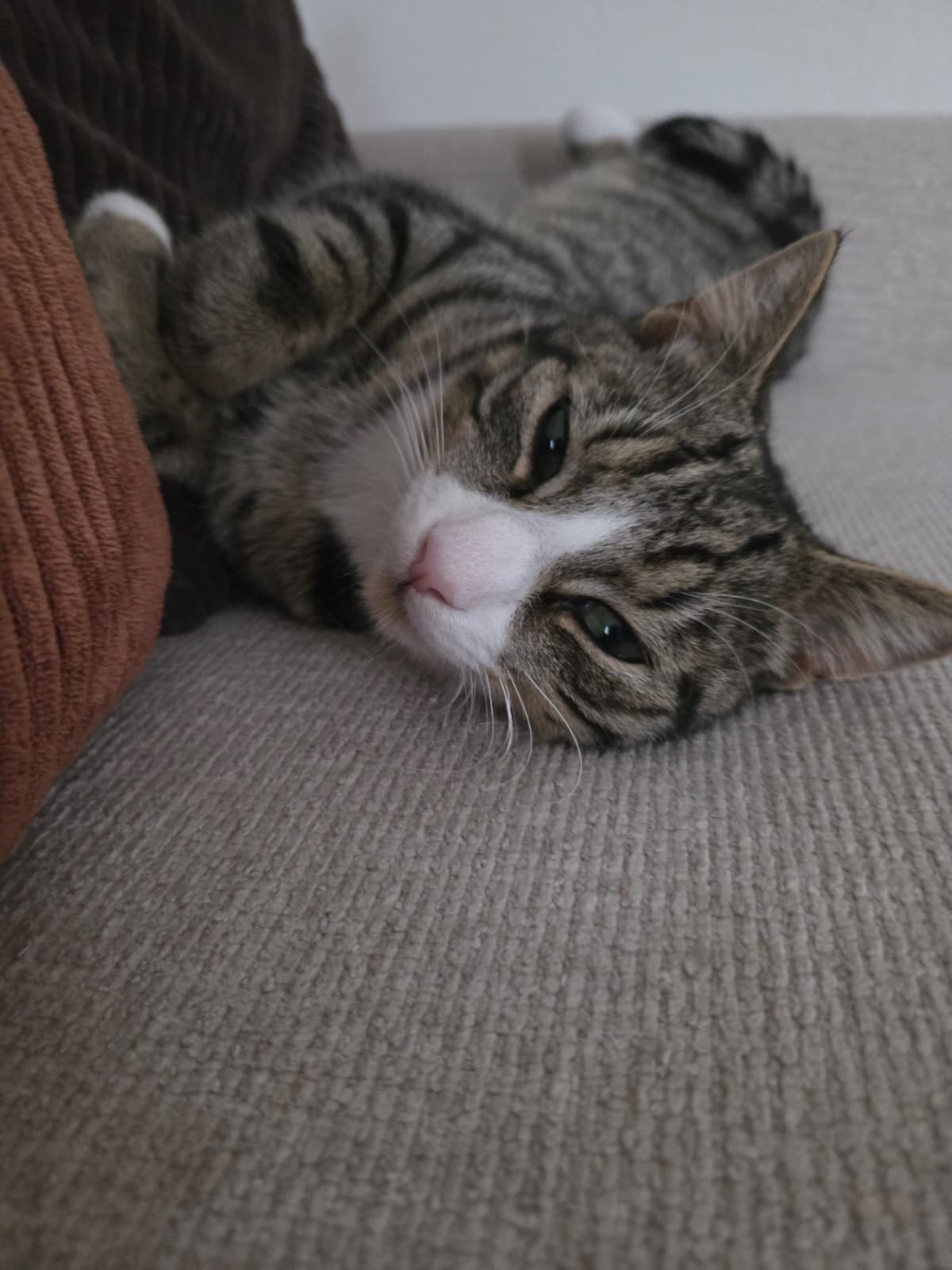 Lio met zijn roze neusje